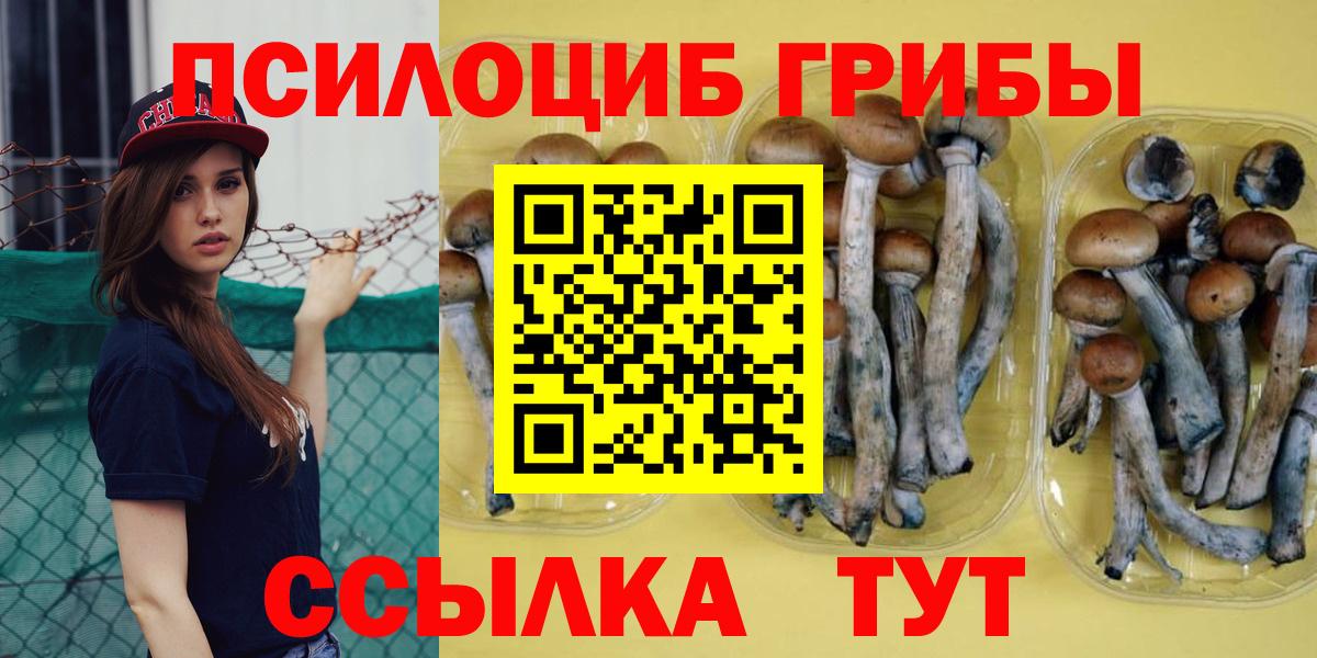 Галлюциногенные грибы Psilocybe Холмск